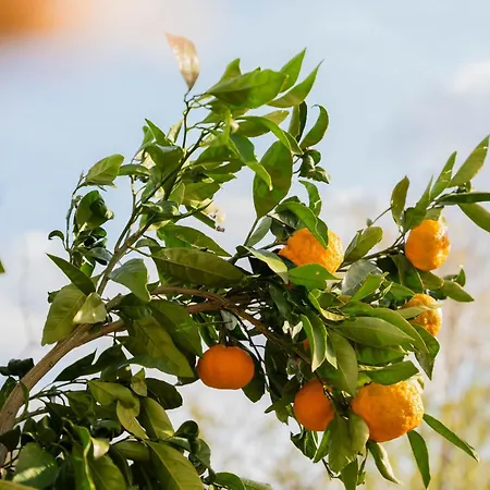 Feriehus Garden House Kablar Pula