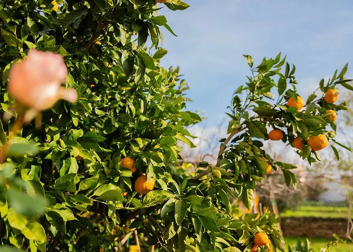 Semesterbostad Garden House Kablar Pula